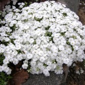 Флокс шиловидный белый (P.subulata "Maischnee")